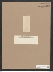 Frustulia rhomboides (Ehr.) De-Toni (de-Toni-Nr.: Genus 19, Species 1159) Zeichnungen Sammlung Grunow Nr. 2253 (NHMW-BOT-W0369355)